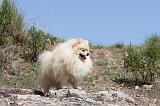 SPITZ ALLEMAND 008